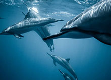 九游电脑版-【足协杯】10打10！顾超扑点 苏宁总分5比3泰达晋级